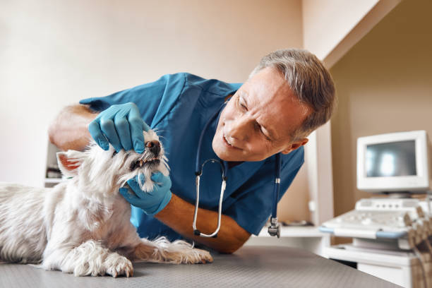 Best Emergency Dental Care for Abscessed Tooth in Berry Creek, CA